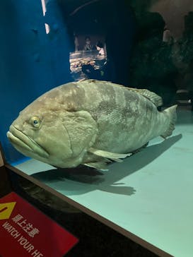 名古屋港水族館に投稿された画像（2024/8/7）