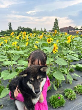 滋賀農業公園ブルーメの丘に投稿された画像（2024/8/7）