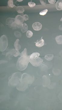 アクアワールド茨城県大洗水族館に投稿された画像（2024/8/7）