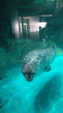 アクアワールド茨城県大洗水族館に投稿された画像（2024/8/7）