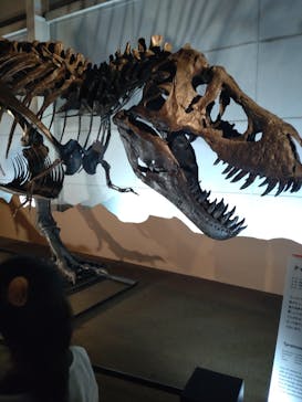 巨大恐竜展2024に投稿された画像（2024/8/7）