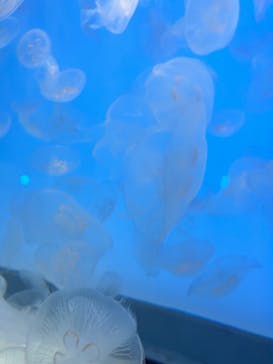 アクアワールド茨城県大洗水族館に投稿された画像（2024/8/7）
