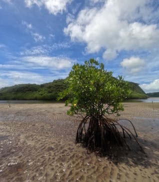 西表島 ADVENTURE PiPi（アドベンチャーピピ）に投稿された画像（2024/8/7）