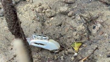 西表島 ADVENTURE PiPi（アドベンチャーピピ）に投稿された画像（2024/8/7）