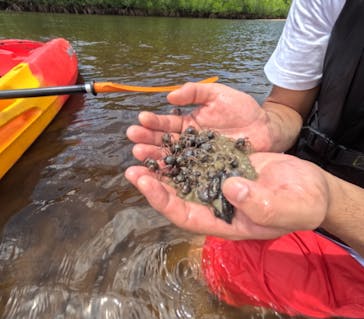 西表島 ADVENTURE PiPi（アドベンチャーピピ）に投稿された画像（2024/8/7）