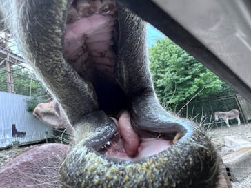 那須サファリパークに投稿された画像（2024/8/7）