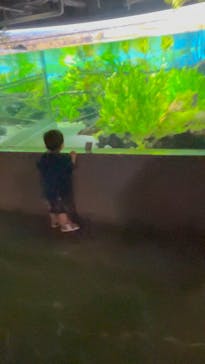 カワスイ 川崎⽔族館に投稿された画像（2024/8/7）