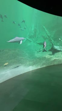 カワスイ 川崎⽔族館に投稿された画像（2024/8/7）