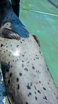 ゼロ距離水族館 伊勢シーパラダイスに投稿された画像（2024/8/7）