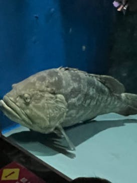 名古屋港水族館に投稿された画像（2024/8/7）