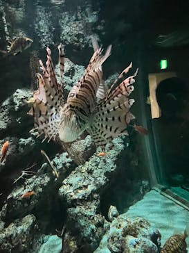 名古屋港水族館に投稿された画像（2024/8/7）