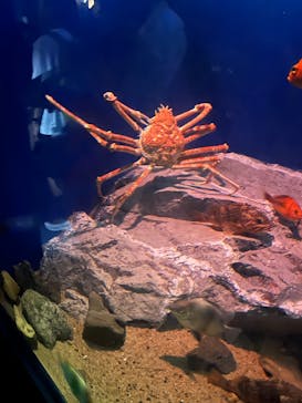 名古屋港水族館に投稿された画像（2024/8/7）