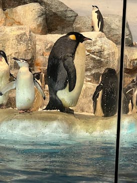 名古屋港水族館に投稿された画像（2024/8/7）