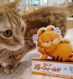 猫カフェモカ　イオンモール水戸内原店に投稿された画像（2024/8/8）