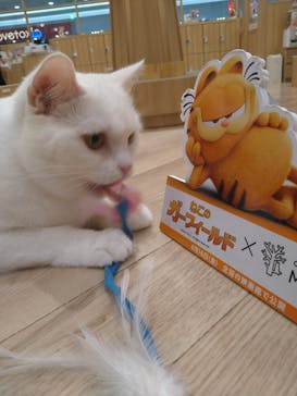 猫カフェモカ　イオンモール水戸内原店に投稿された画像（2024/8/7）