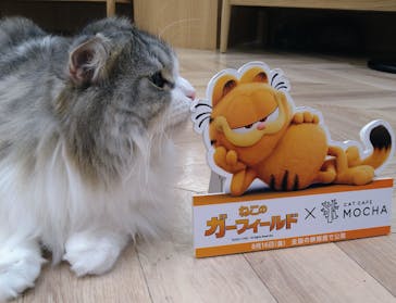 猫カフェモカ　イオンモール水戸内原店に投稿された画像（2024/8/7）