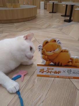 猫カフェモカ　イオンモール水戸内原店に投稿された画像（2024/8/7）