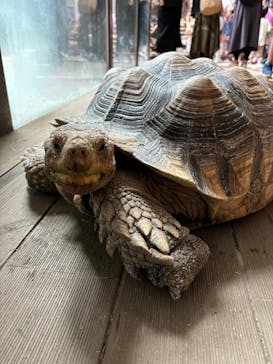 カワスイ 川崎⽔族館に投稿された画像（2024/8/8）