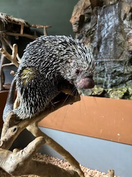 カワスイ 川崎⽔族館に投稿された画像（2024/8/8）