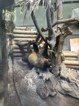 カワスイ 川崎⽔族館に投稿された画像（2024/8/8）