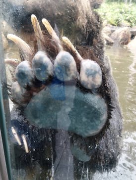 サホロリゾート　ベア･マウンテンに投稿された画像（2024/8/8）