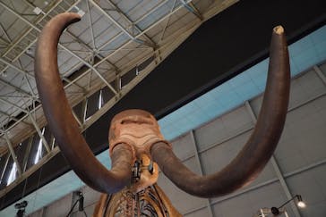 巨大恐竜展2024に投稿された画像（2024/8/8）