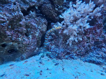 マクセル アクアパーク品川に投稿された画像（2024/8/8）