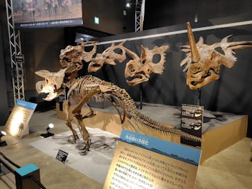 福井県立恐竜博物館に投稿された画像（2024/8/8）