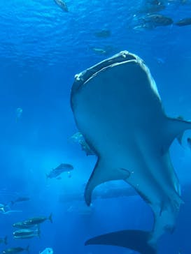 沖縄美ら海水族館に投稿された画像（2024/8/8）