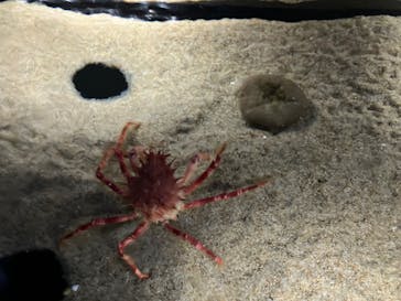 伊豆・三津シーパラダイスに投稿された画像（2024/8/8）