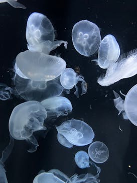 伊豆・三津シーパラダイスに投稿された画像（2024/8/8）