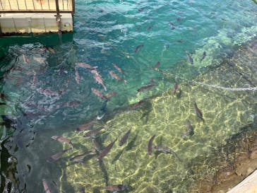 伊豆・三津シーパラダイスに投稿された画像（2024/8/8）