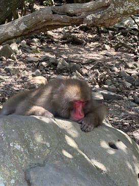 小豆島　銚子渓　自然動物園　お猿の国に投稿された画像（2024/8/8）