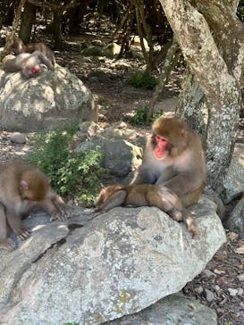 小豆島　銚子渓　自然動物園　お猿の国に投稿された画像（2024/8/8）