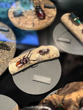 国立科学博物館に投稿された画像（2024/8/8）