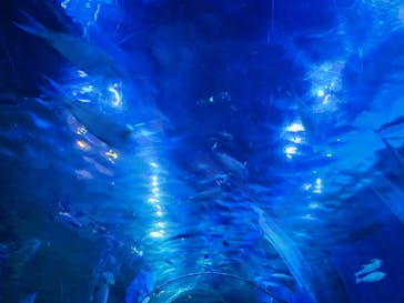 しながわ水族館に投稿された画像（2024/8/8）