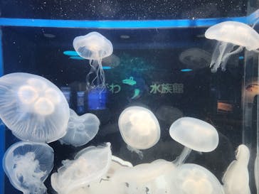 しながわ水族館に投稿された画像（2024/8/8）