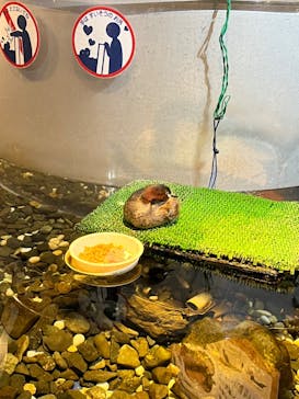 サケのふるさと 千歳水族館に投稿された画像（2024/8/8）