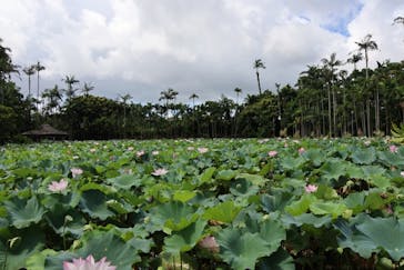 美らヤシパークオキナワ・東南植物楽園に投稿された画像（2024/8/8）
