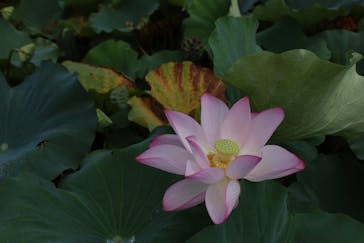 美らヤシパークオキナワ・東南植物楽園に投稿された画像（2024/8/8）