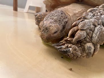 Moff animal cafe イオンモール幕張新都心店に投稿された画像（2024/8/8）