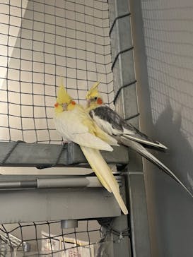 Moff animal cafe イオンモール幕張新都心店に投稿された画像（2024/8/8）