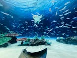 サンシャイン水族館に投稿された画像（2024/8/8）