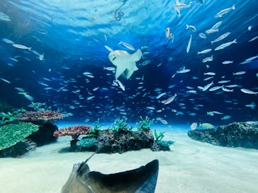 サンシャイン水族館に投稿された画像（2024/8/8）