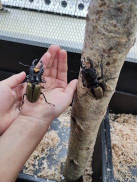 JOYPOLIS 特別イベントスペースに投稿された画像（2024/8/8）