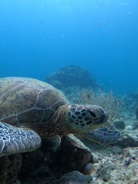 石垣島 ADVENTURE PiPi（イシガキジマアドベンチャーピピ）に投稿された画像（2024/8/8）