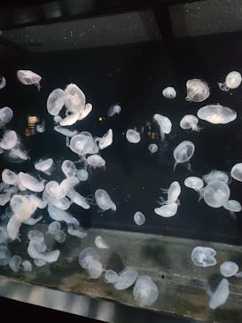 伊豆・三津シーパラダイスに投稿された画像（2024/8/8）