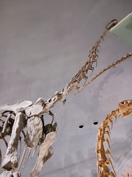 福井県立恐竜博物館に投稿された画像（2024/8/8）