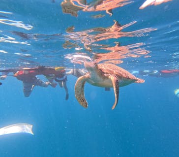  マリンショップHAPPYに投稿された画像（2024/8/8）