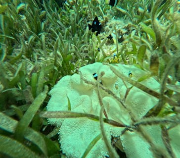  マリンショップHAPPYに投稿された画像（2024/8/8）